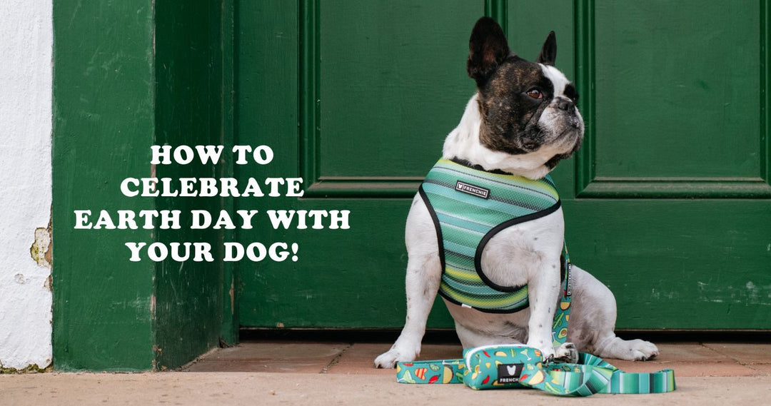 How To Celebrate Earth Day With Your Dog!