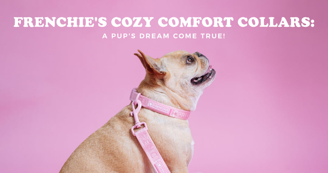 Frenchie's Cozy Comfort Collars: A Pup's Dream Come True!