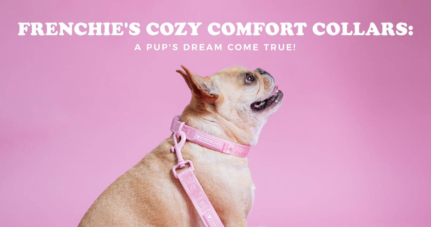 Frenchie's Cozy Comfort Collars: A Pup's Dream Come True!