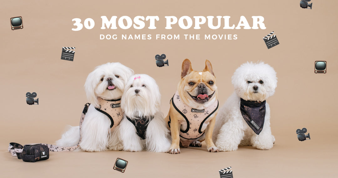 30 Most Popular Dog Names From The Movies