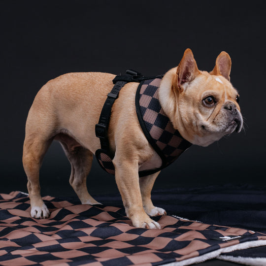 Frenchie Duo Reversible Harness - Black