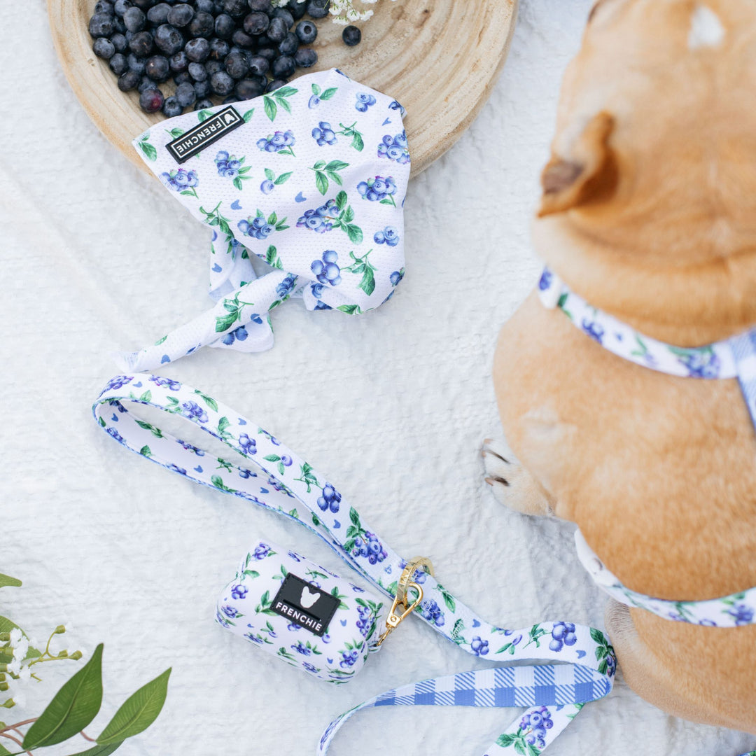 Frenchie Comfort Leash - Blueberry