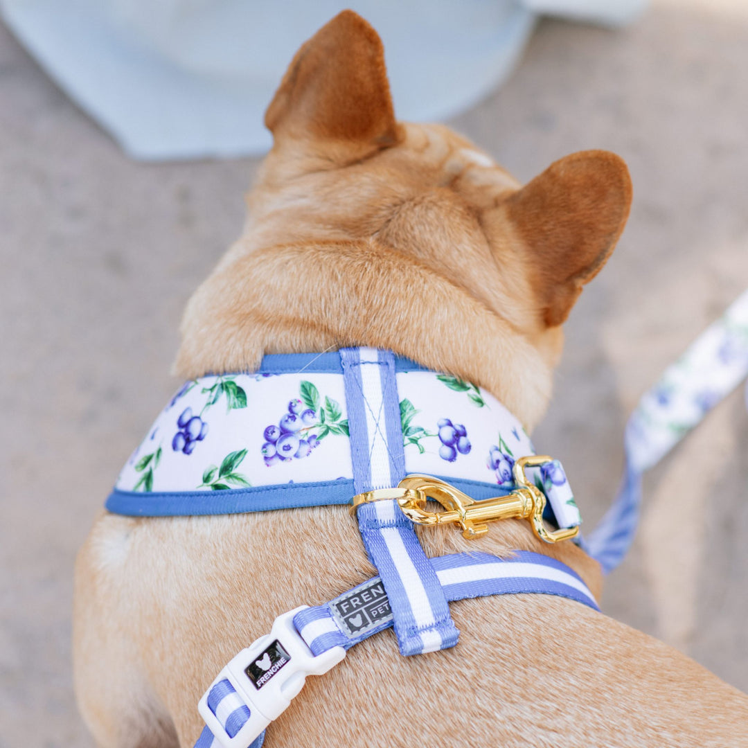 Frenchie Duo Reversible Harness - Blueberry