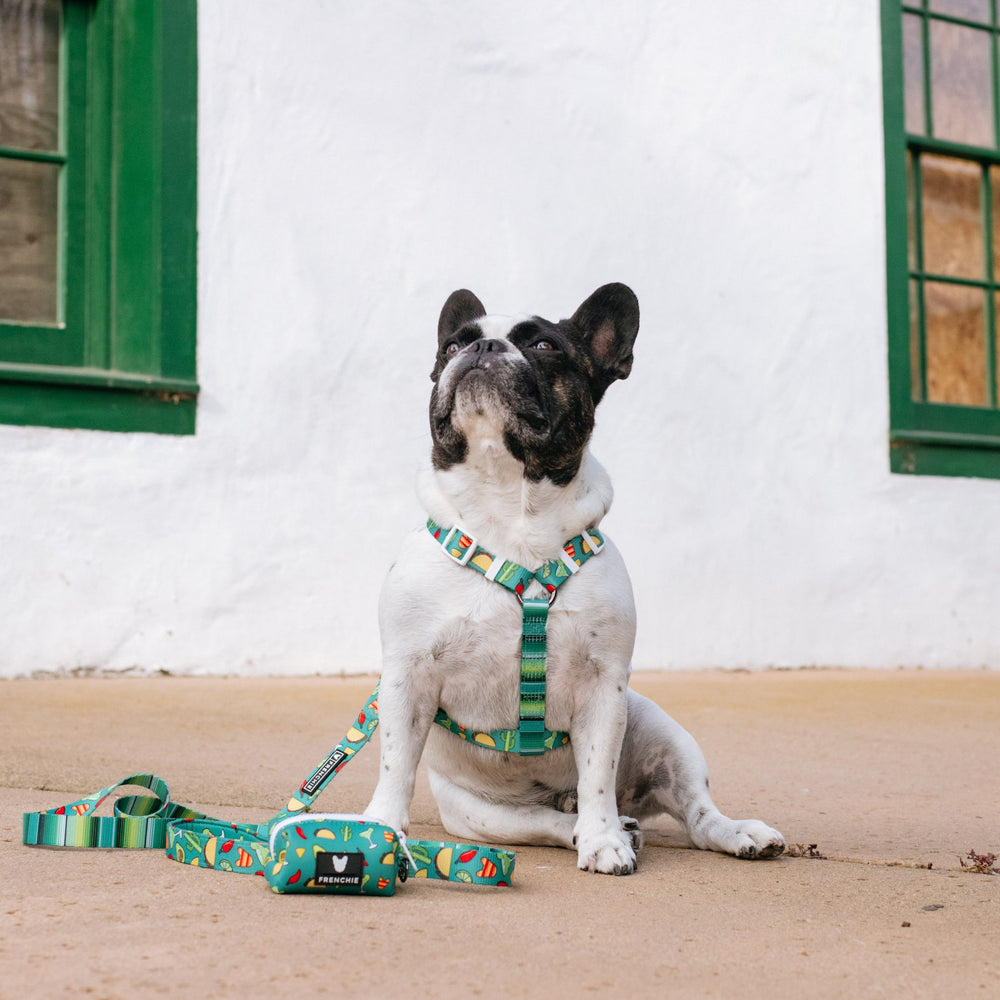 Frenchie Strap Harness - Taco Tuesday- Green