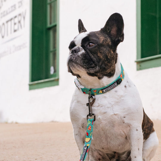 Frenchie Comfort Collar - Taco Tuesday- Green