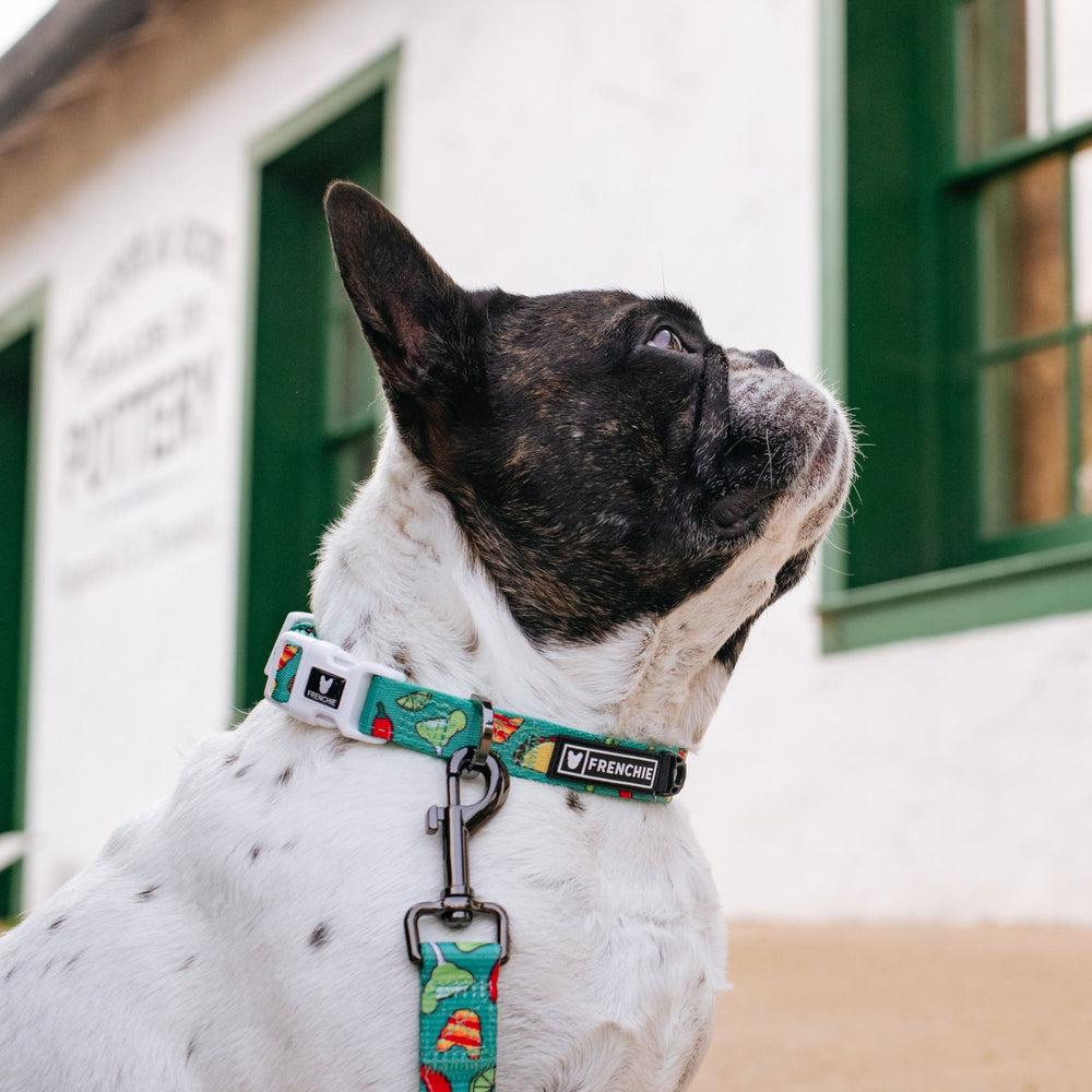 Frenchie Comfort Collar - Taco Tuesday- Green