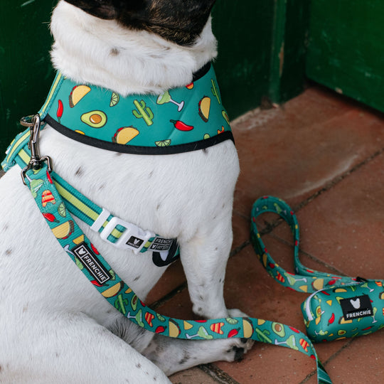 Frenchie Duo Reversible Harness - Taco Tuesday- Green