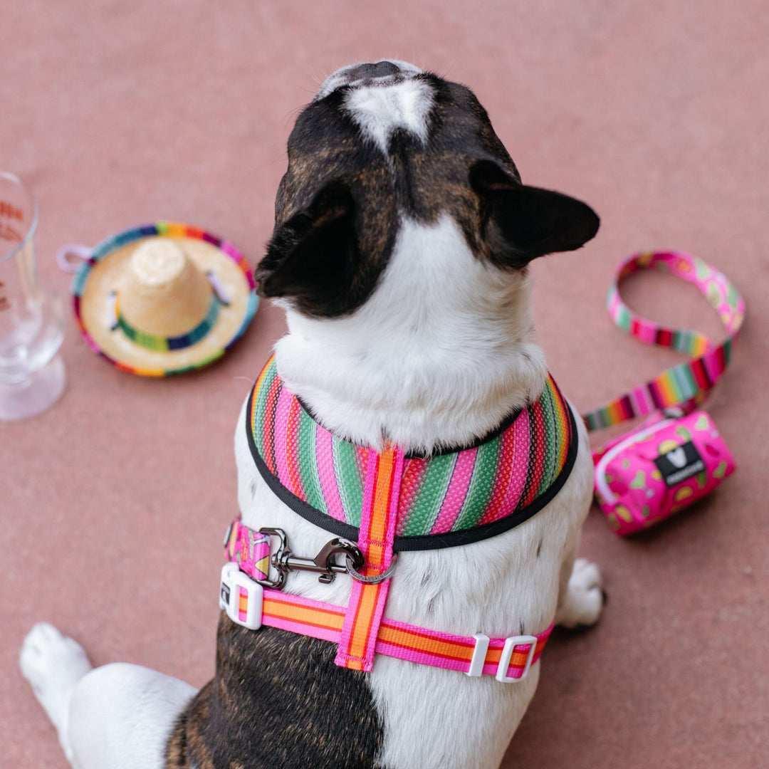 Frenchie Duo Reversible Harness - Taco Tuesday- Pink