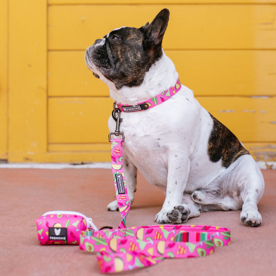 Frenchie Comfort Collar - Taco Tuesday- Pink
