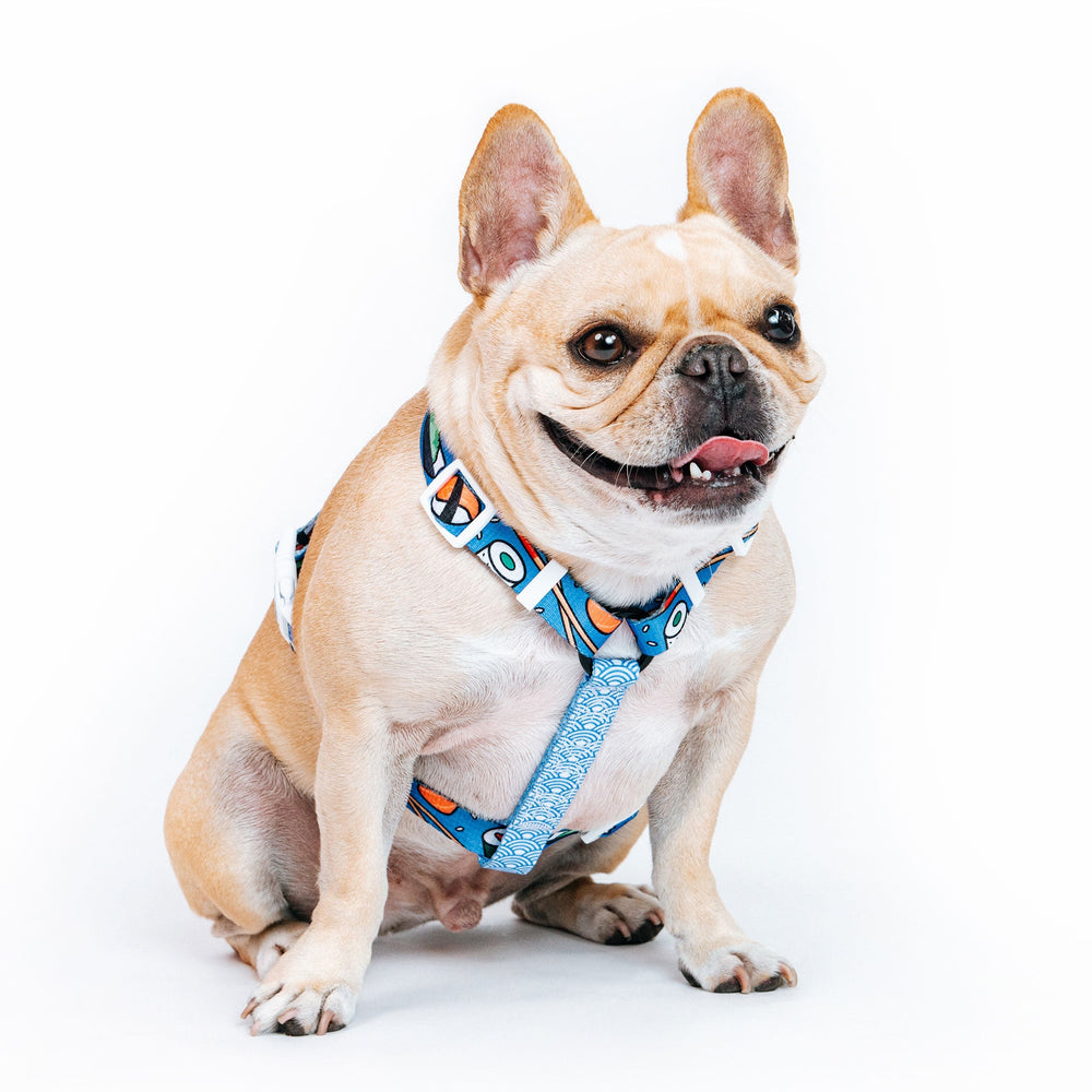 Frenchie Strap Harness - Sushi