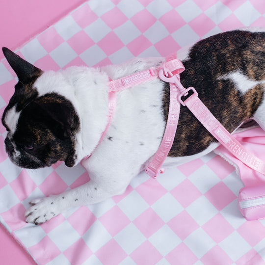 Frenchie Blanket - Pink Checkered