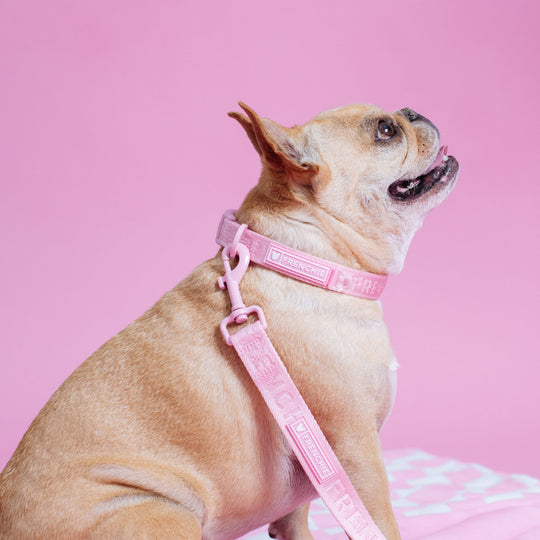 Frenchie Comfort Collar - Pink Bubblegum