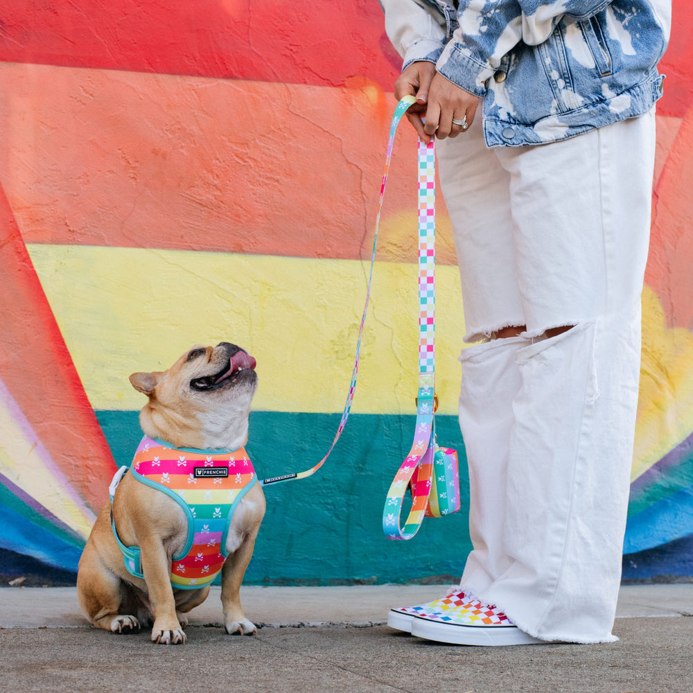 Frenchie Duo Reversible Harness - Rainbow Bad to the Bone
