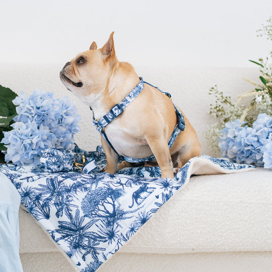 Frenchie Strap Harness - Toile- Blue
