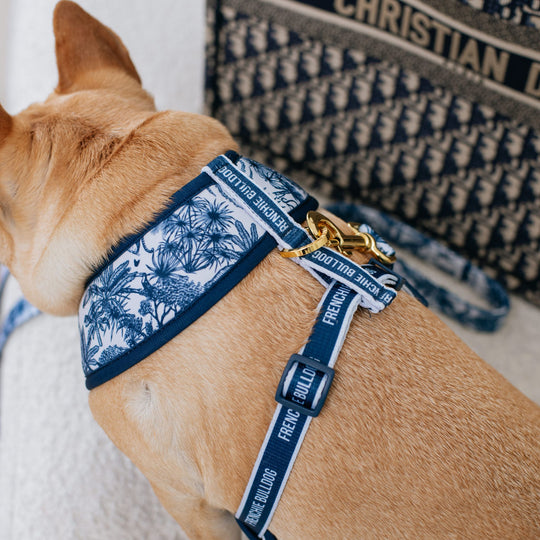 Frenchie Duo Reversible Harness - Toile- Blue