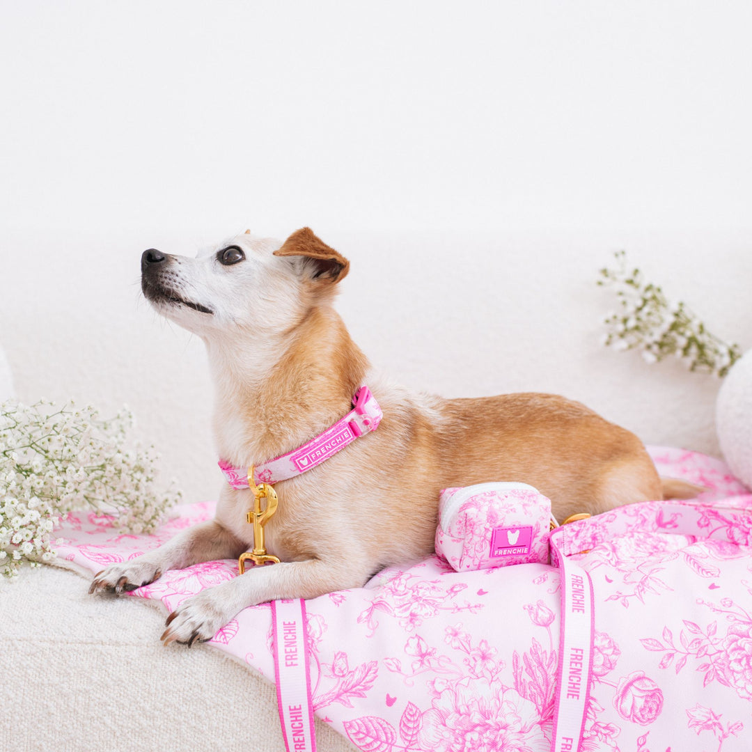 Frenchie Comfort Collar - Toile- Pink