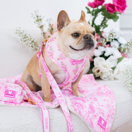 Frenchie Comfort Leash - Toile- Pink
