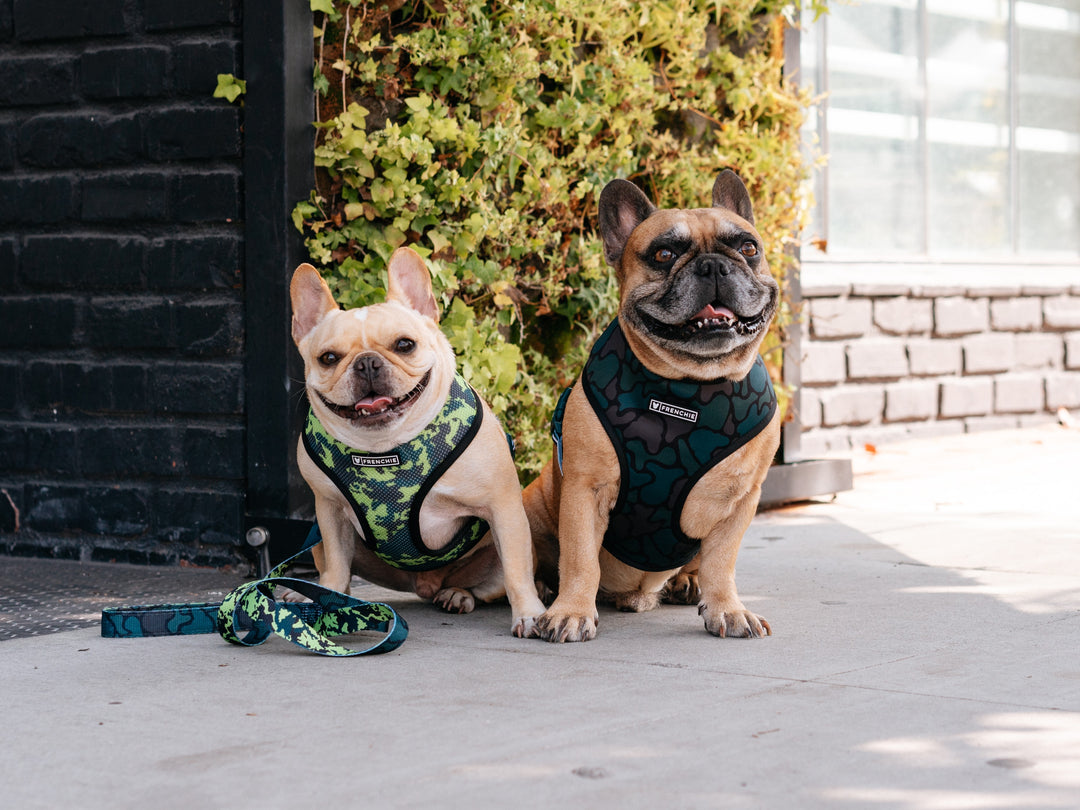 Should You Get A Second Dog? (Or A Third, Or A Fifth, Or A...)