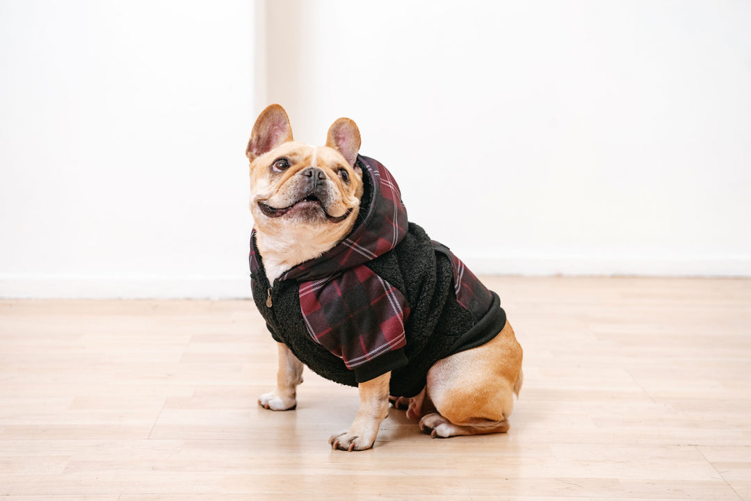 Setting up for success: Pet-friendly house changes before you adopt!