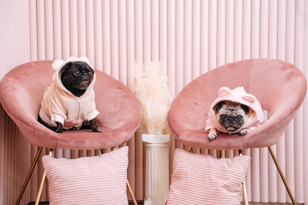 What to Look for in a Reputable Dog Breeder