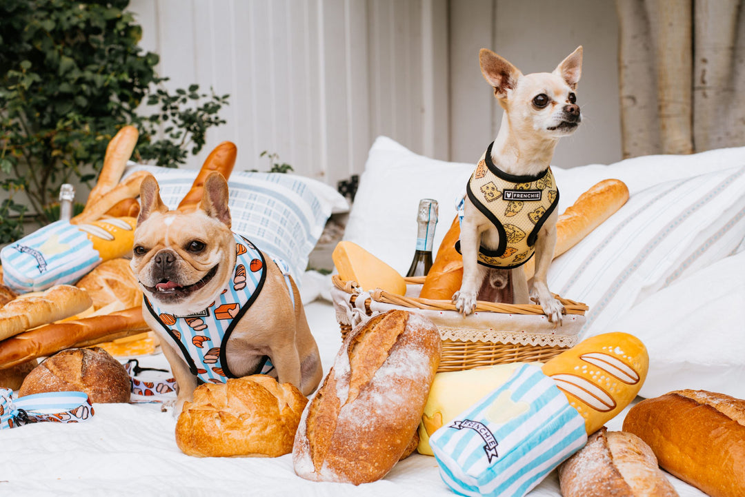 5 Ways to Get Involved with Pet Owners in Your Community