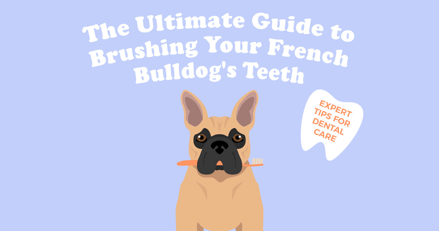The Ultimate Guide to Brushing Your French Bulldog's Teeth | Expert Tips for Dental Care