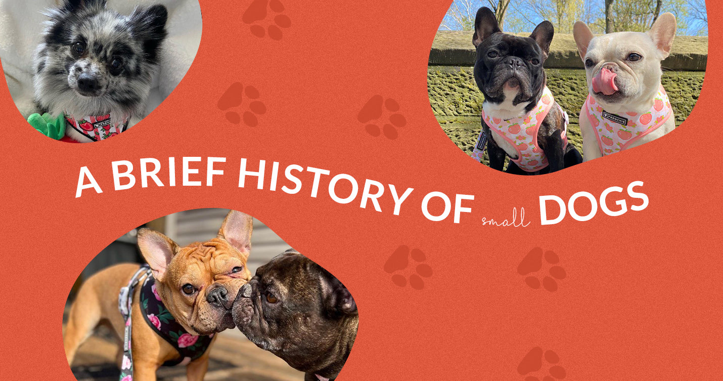 A Brief History of Small Dogs