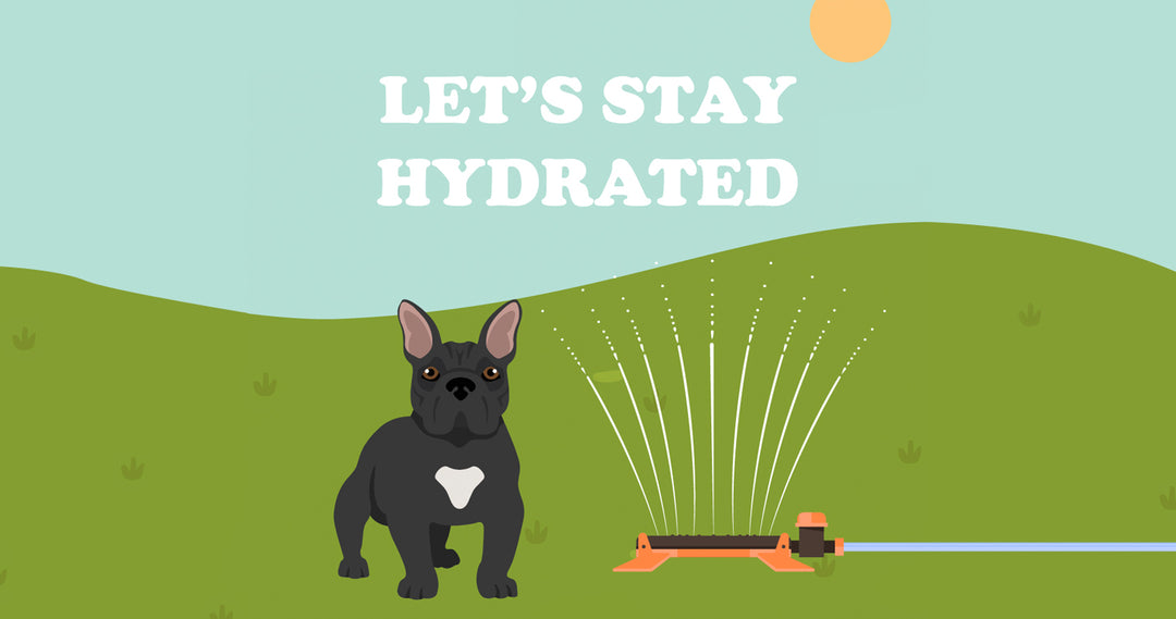Keeping Your Dog Hydrated