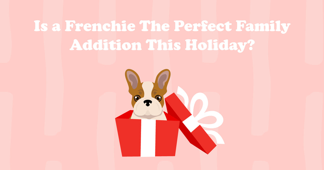 Is A Frenchie The Perfect Family Addition This Holiday?