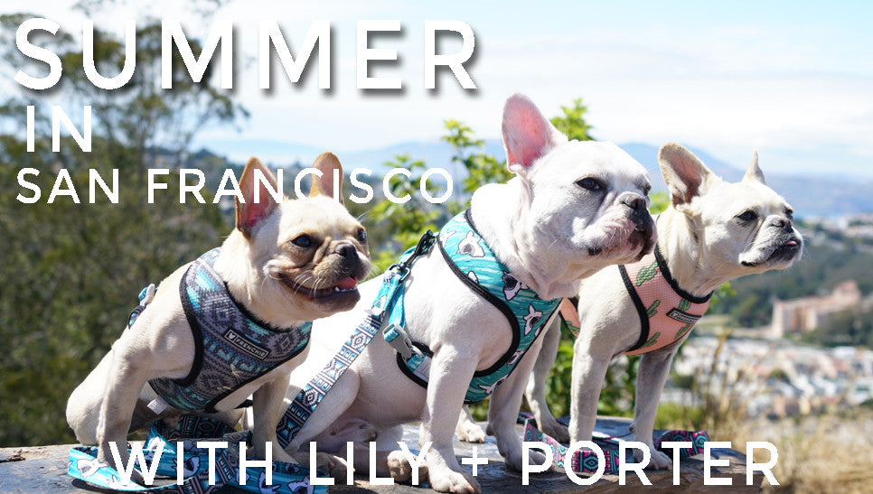 Summer in San Francisco  - Lily and Porter