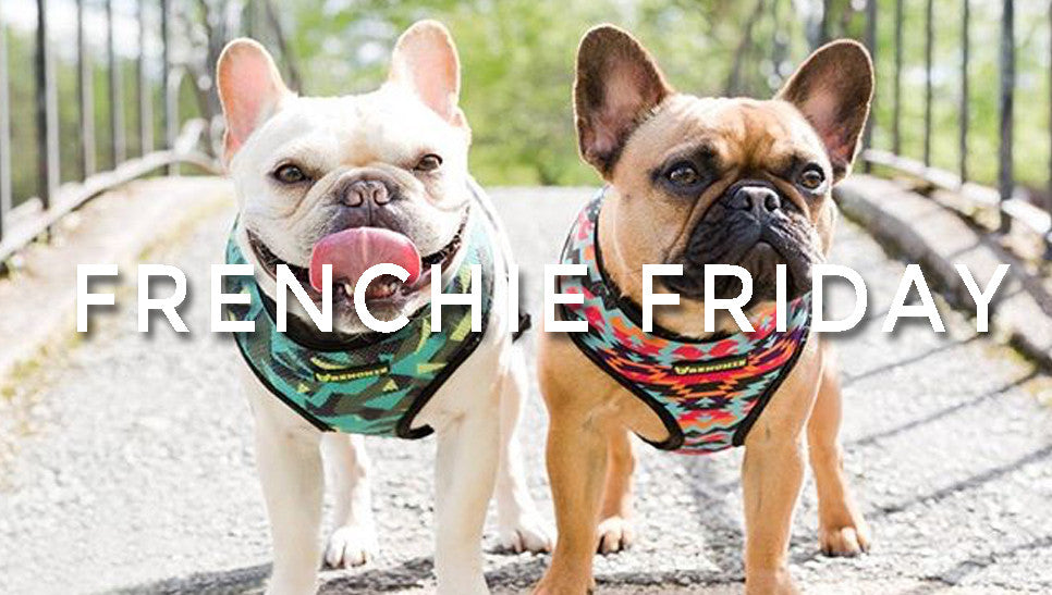 Frenchie Friday!