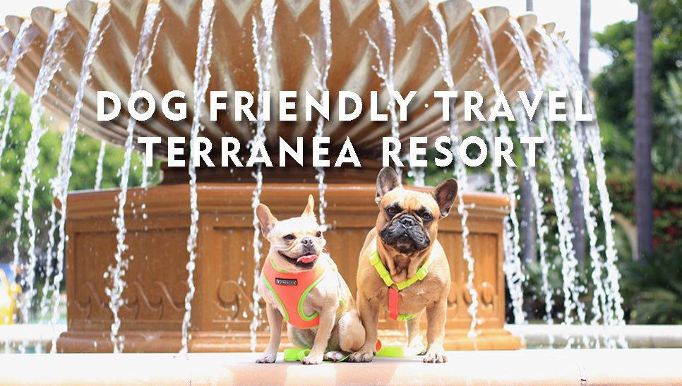 Dog Friendly Travel - Terranea Resort with Enzo and Leo