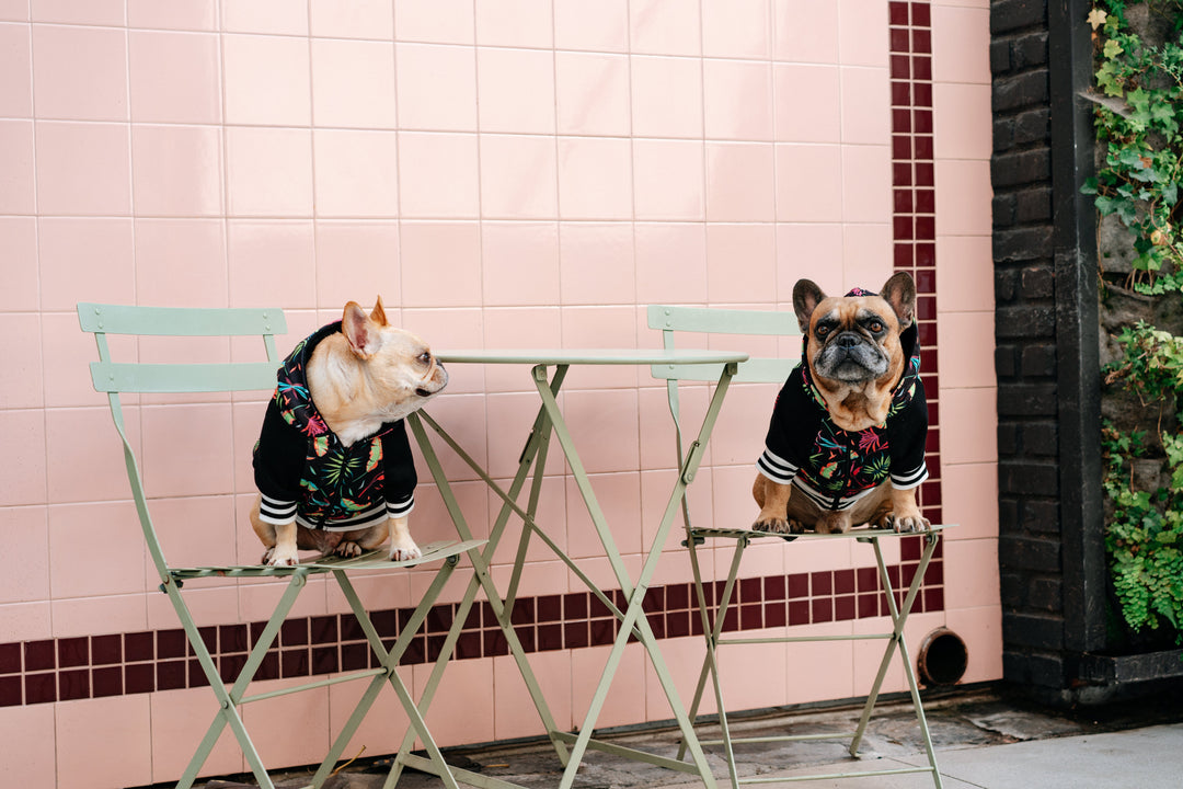 What To Do If Your Dog Gets Into a Tussle at The Dog Park