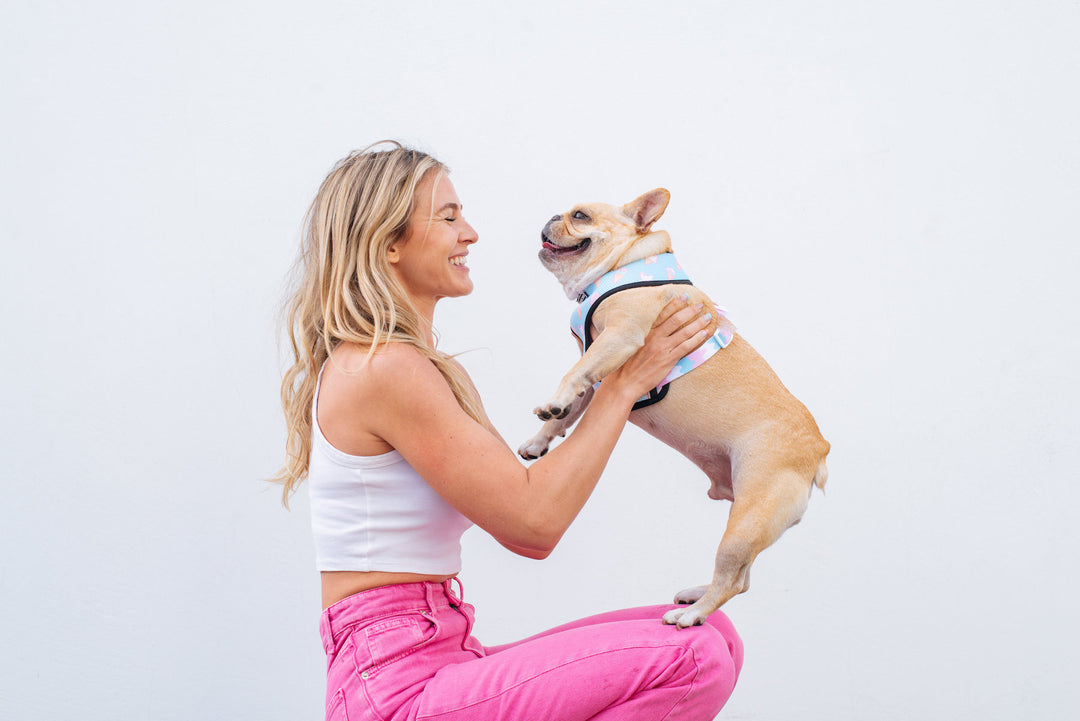 Good Boy 101: Understanding the different types of dog training classes