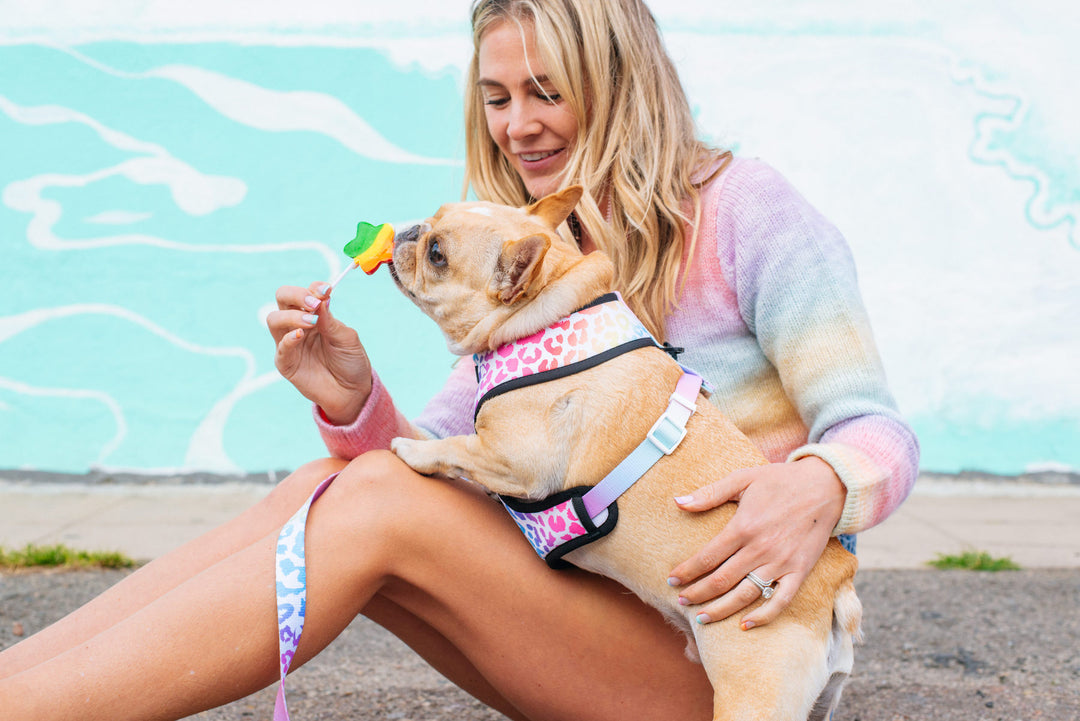 How to get your dog to eat when he's starting to make you nervous