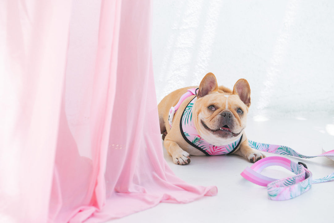 Signs It’s Time to Take Your Dog to the Vet