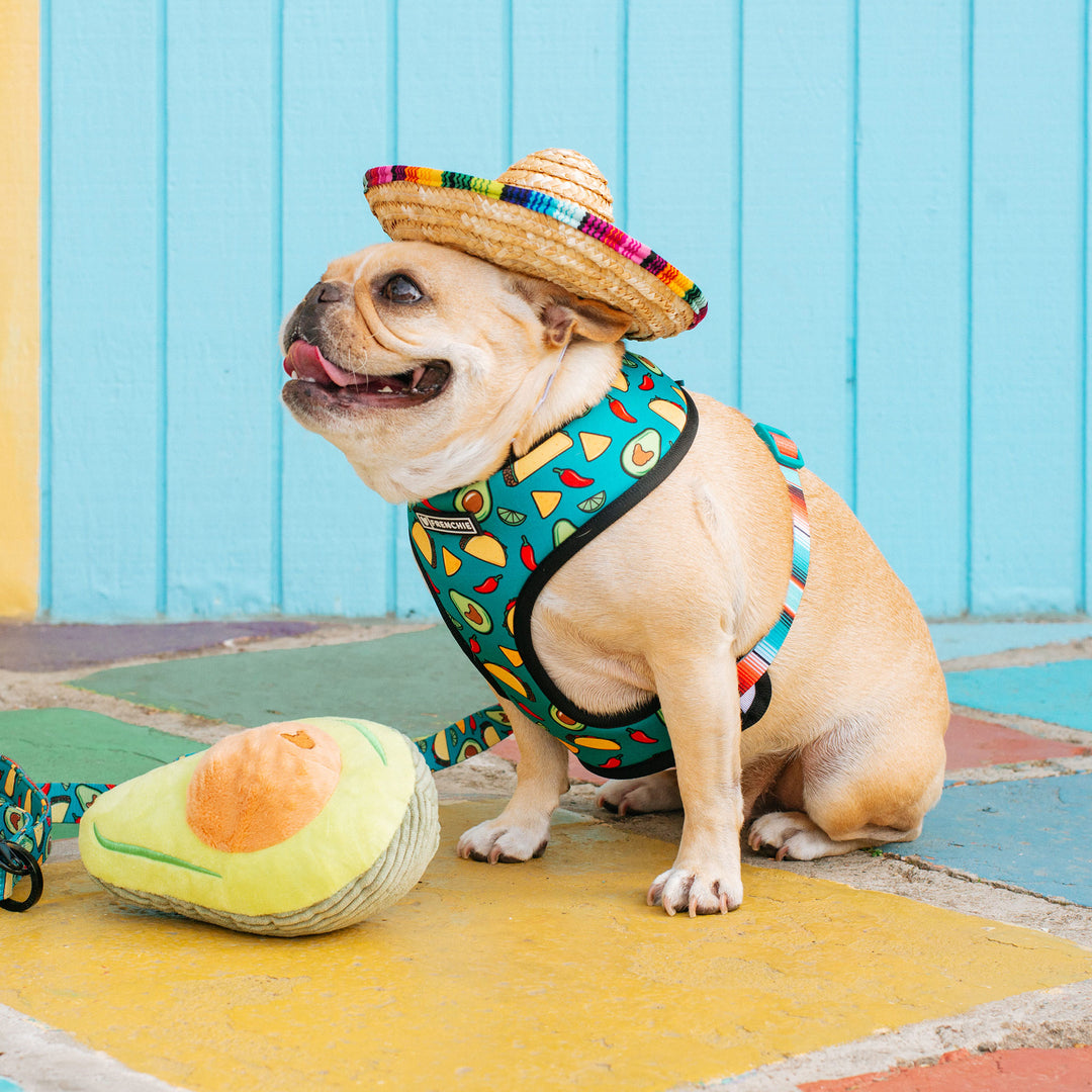 How to Cater to a Pet with a Specialized Diet