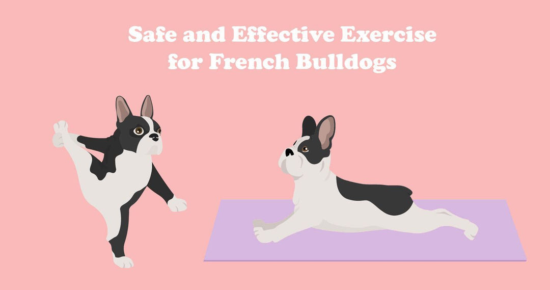 Safe and Effective Exercises for French Bulldogs