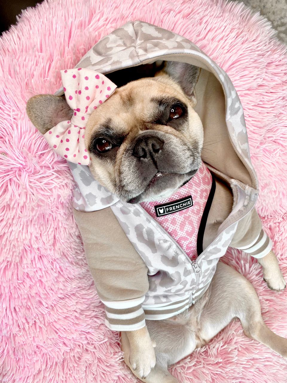 The stress-free guide to taking your dog's measurements