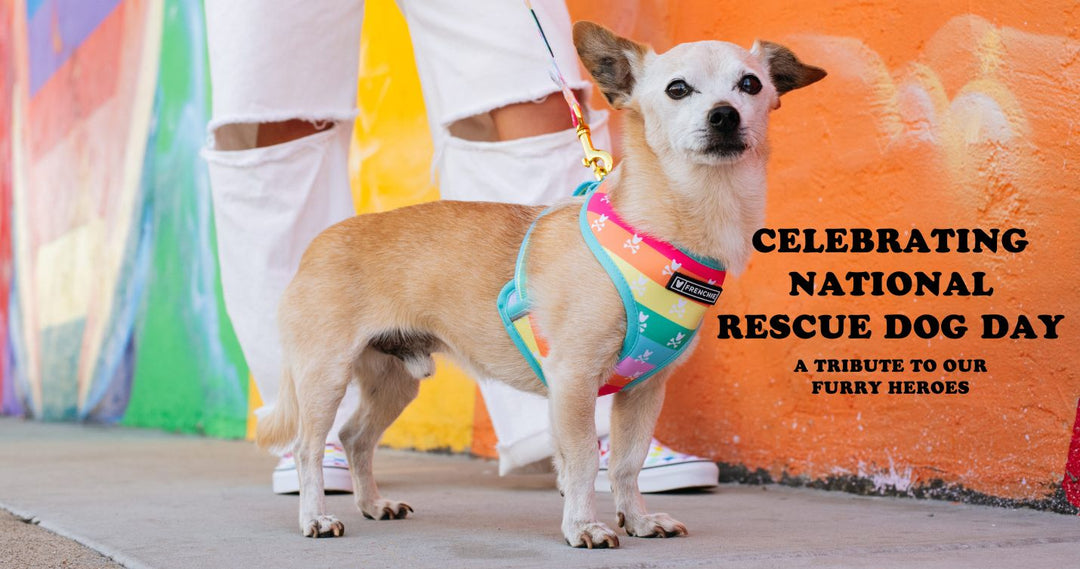 Celebrating National Rescue Dog Day: A Tribute to Our Furry Heroes