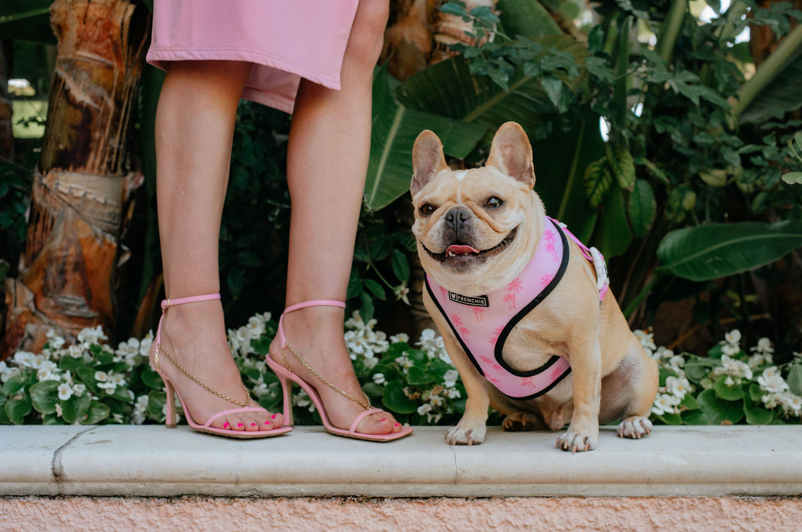Frenchie History Lesson The Origin Of The French Bulldog French frenchie-history-lesson-the-origin-of-the-french-bulldog-french