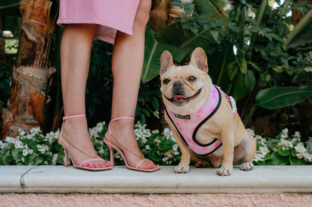 Frenchie History Lesson: The Origin of the French Bulldog