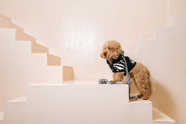 Living With Messmakers 101: How to clean up after your dog
