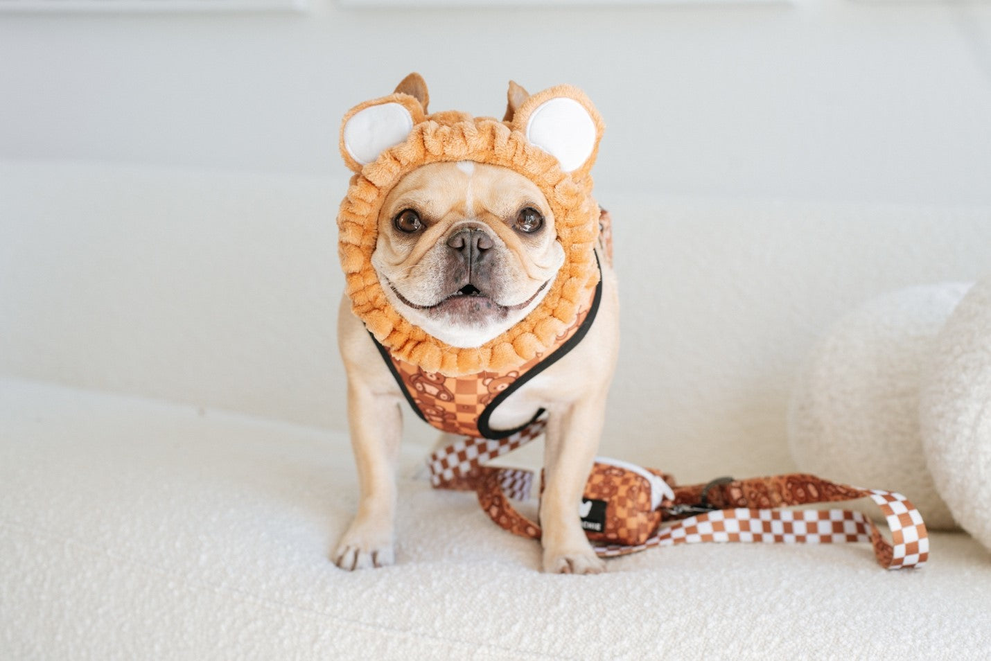 Scrub-a-dub-PUG: How to maintain your dog's hygiene