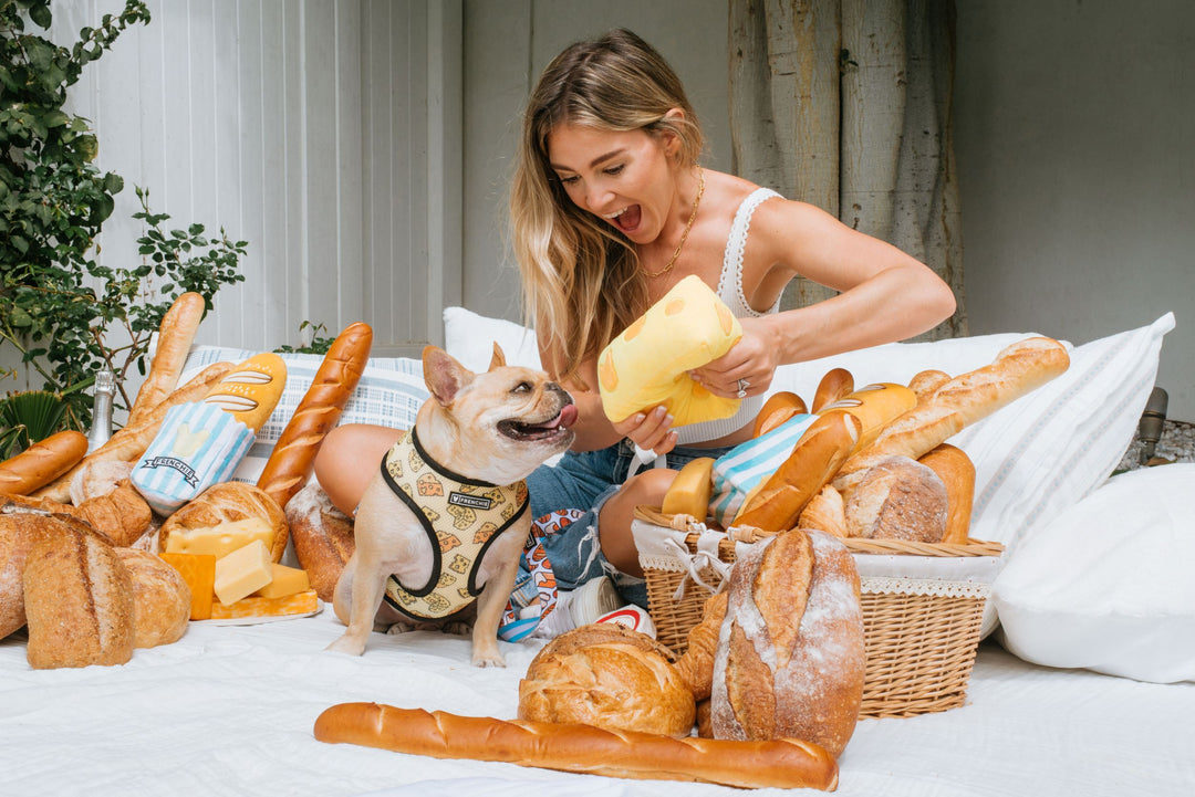 Squeakers, Plushies, Balls and Bones… OH MY! How to Choose the Right Toys for Your Dog