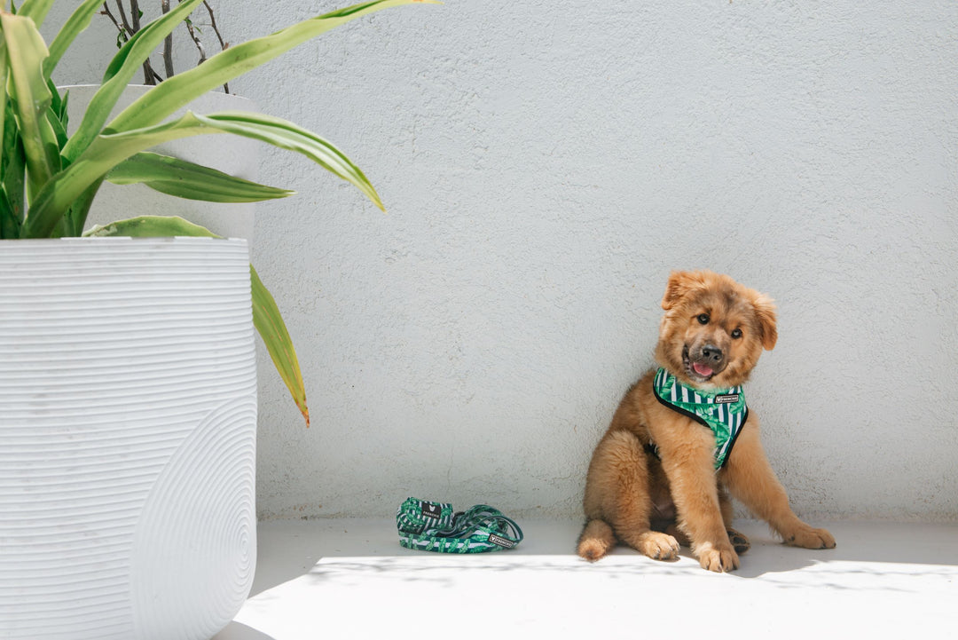How to Potty Train a Puppy