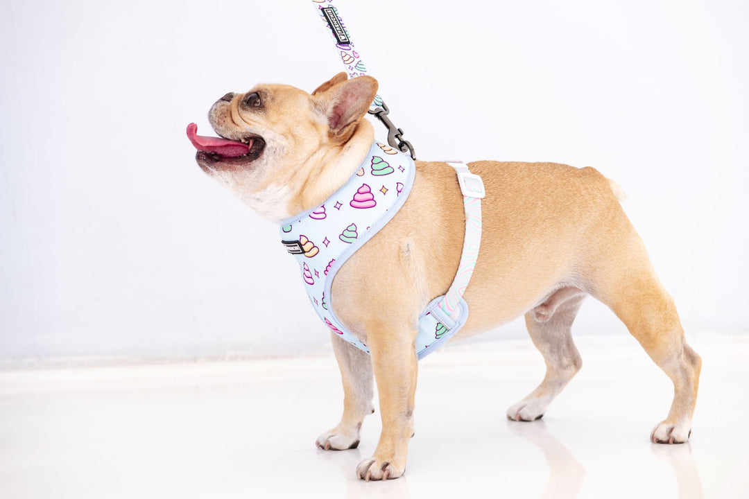 7 Behaviors to Look Out For in a New Puppy