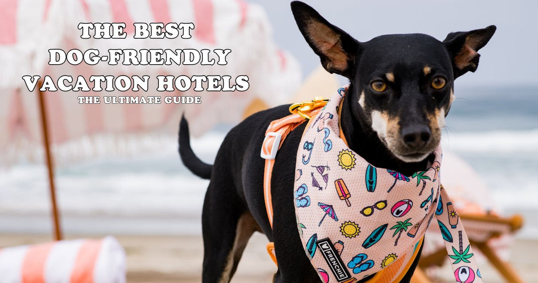 The Ultimate Guide to the Best Dog-Friendly Vacation Hotels in the USA