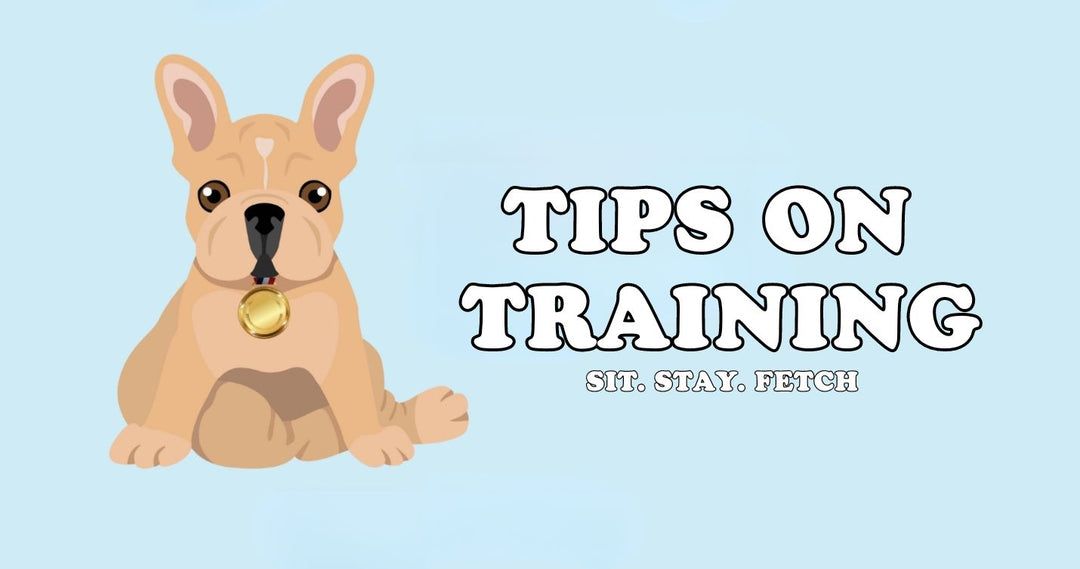 Essential Tips for Training Your Dog
