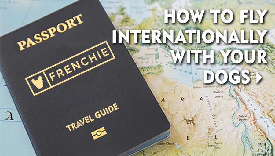 How To Fly Internationally With Your Dogs Can French Bulldogs Fly